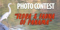Coronado Frame & Foto July Photo Contest & Exhibition