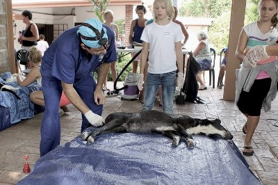 PCIS es anfitrión de Spay the Strays