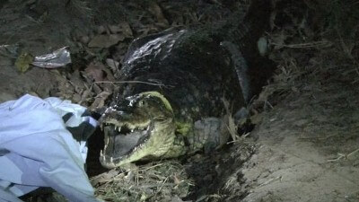 Cayman in La Chorrera Neighborhood