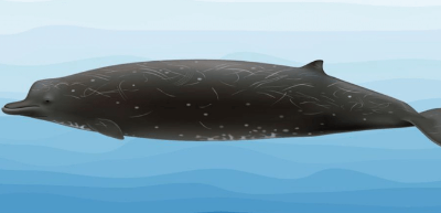 New Whale Species Discovered
