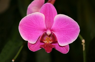 Boquete Orchid Fair Begins 