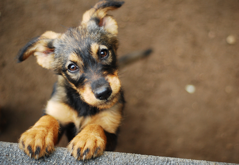 Coronado Adoption Fair Sept 21