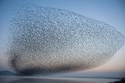 Record-breaking bird migration