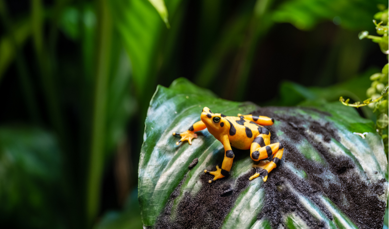 El Valle 2025 Golden Frog Festival