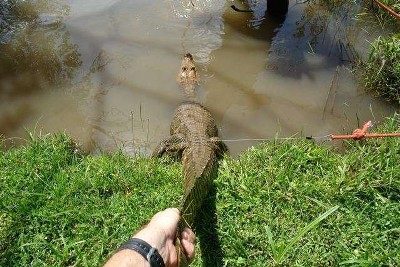 The Coronado Crocodile 
