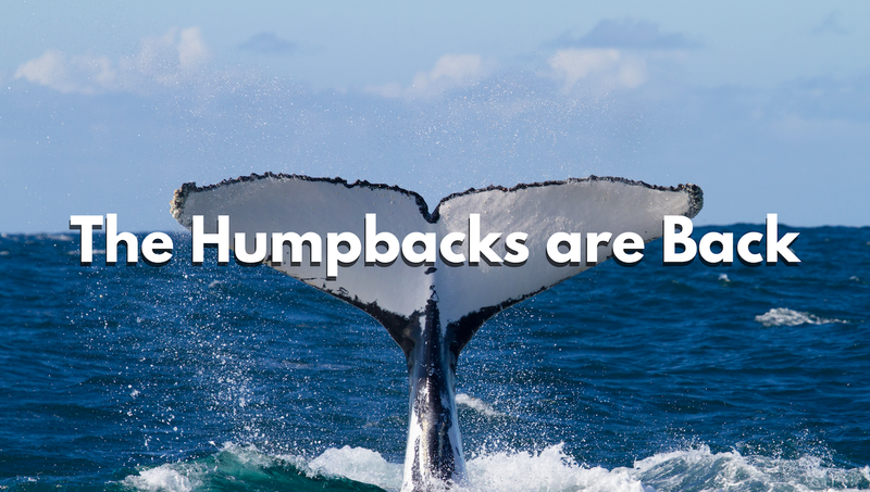 It is humpback whale season in Panama 