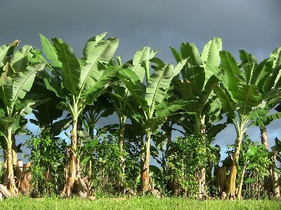 Banapiña to bring back banana production in Chiriquí