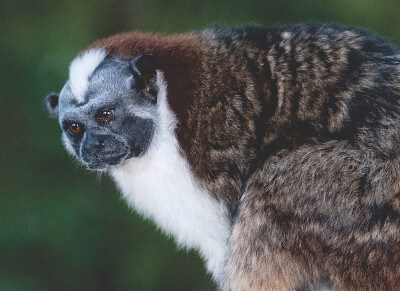 Studying Panama's Geoffroy’s Tamarin with Conservación Panama