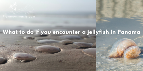 What to do if you encounter a Jellyfish in Panama