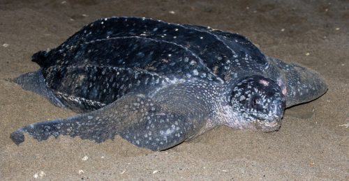 Leatherback turtles reutrn to Panama after decades