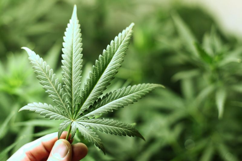 Will Panama legalize medical marijuana?