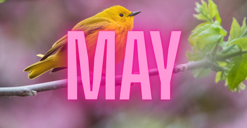 May 2026 Coronado Calendar Events - Coronado Golf & Country Club