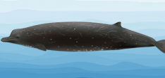 New Whale Species Discovered