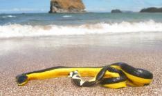 Yellow bellied sea snakes appear on beaches in Los Santos