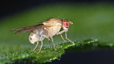 Panama’s Biological census using flies
