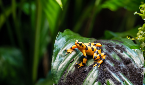 El Valle 2025 Golden Frog Festival