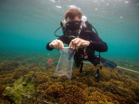 Smithsonian researchers study Coiba reefs 