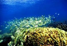 Study finds Caribbean corals survived climate change