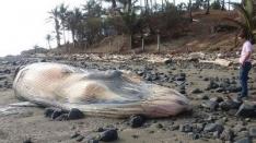 Dead Whale Washes up in Los Santos 