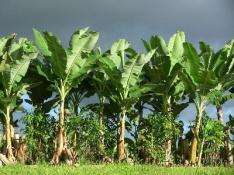 Banapiña to bring back banana production in Chiriquí