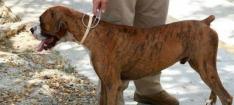Panama takes action against animal abuse