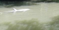 Dolphins rescued from River