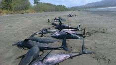 Dolphins rescued off Los Santos beach 