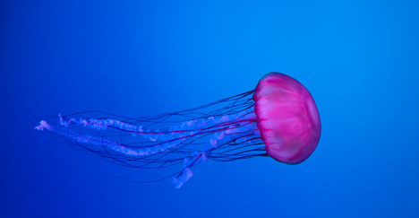 Jellyfish season in Panama
