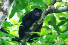 FCPP Develops Plan for Azuero Monkeys