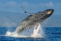 Panama’s humpback whale population remains endangered