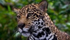 STRI reports 26 Jaguars killed so far this year