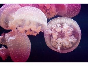 Panama regulates jellyfish fishing 