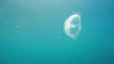 Jellyfish blooms and Upwelling in the Bay of Panama