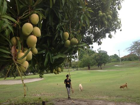When is Mango season in Panama?