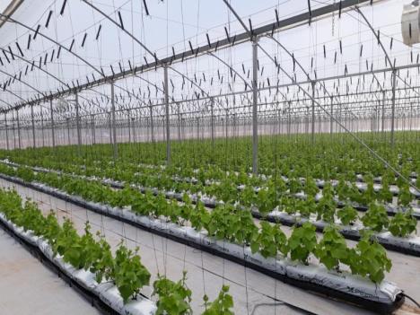  Largest organic nursery in Central America opens in Coclé