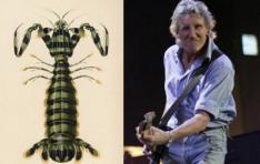 Shrimp discovered in Panama named in honor of Pink Floyd
