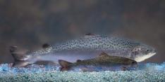 Panama bound Salmon Eggs to Stay in Canada