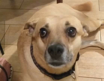 Dog found in Coronado