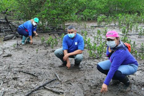 Mangrove reforestation in Chame Panama 