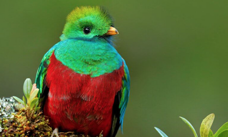 The World of Bird-Watching in Panama