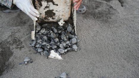 Panama Launches National Plan for Sea Turtle Conservation