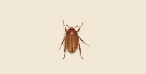 May brings bugs in Panama