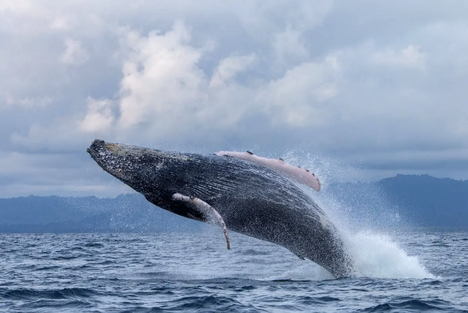 Whale Watching Season in Panama
