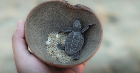 The 2026 Turtle Fair in Mata Oscura