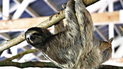 Expansion to the Sloth Sanctuary