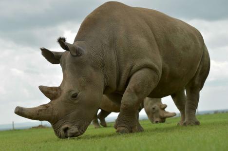 Experts talk extinction after Sudan’s death