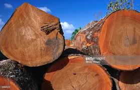 Darien suffers from illegal deforestation