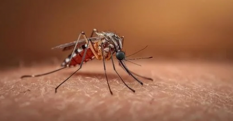 Insect repellant that works!—From my Panamanian neighbor