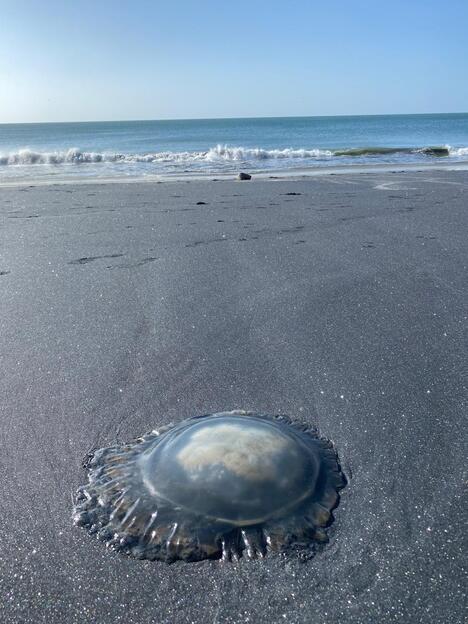 Jellyfish season in Panama