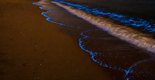Bioluminescence in Panama!